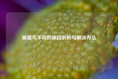 画眉鸟不叫的原因剖析与解决办法