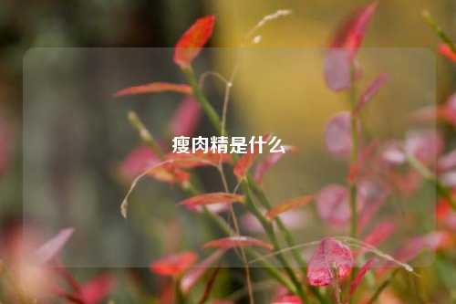 瘦肉精是什么