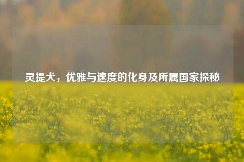 灵提犬,优雅与速度的化身及所属国家探秘