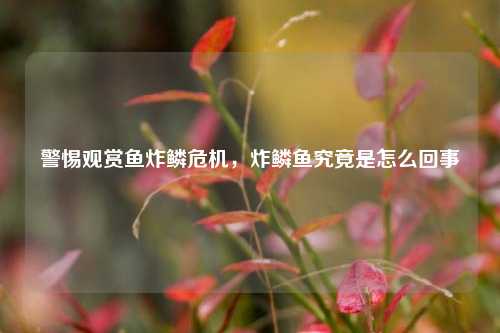 警惕观赏鱼炸鳞危机,炸鳞鱼究竟是怎么回事