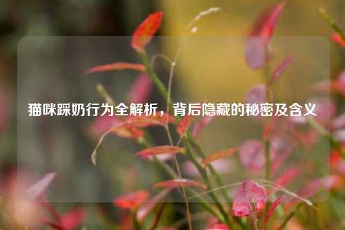 猫咪踩奶行为全解析,背后隐藏的秘密及含义
