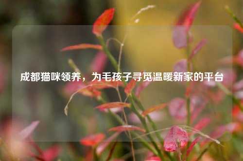 成都猫咪领养，为毛孩子寻觅温暖新家的平台