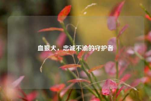 血狼犬,忠诚不渝的守护者