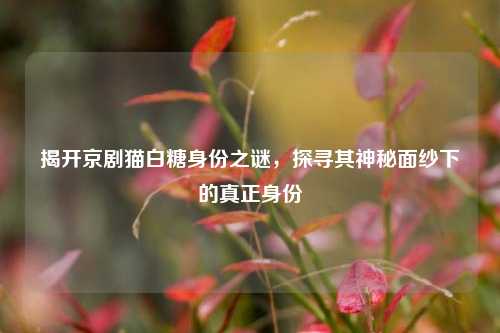 揭开京剧猫白糖身份之谜,探寻其神秘面纱下的真正身份