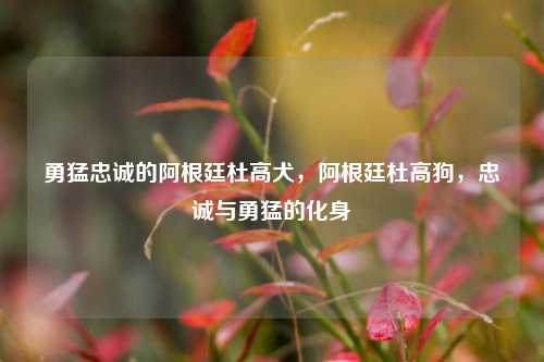 勇猛忠诚的阿根廷杜高犬，阿根廷杜高狗，忠诚与勇猛的化身