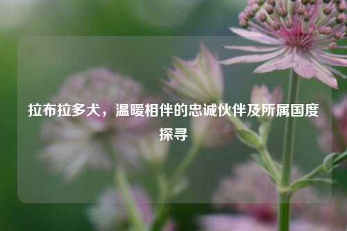拉布拉多犬,温暖相伴的忠诚伙伴及所属国度探寻
