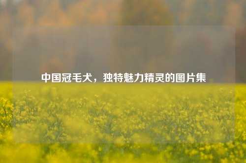 中国冠毛犬，独特魅力精灵的图片集