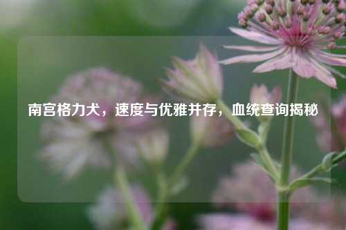 南宫格力犬,速度与优雅并存,血统查询揭秘