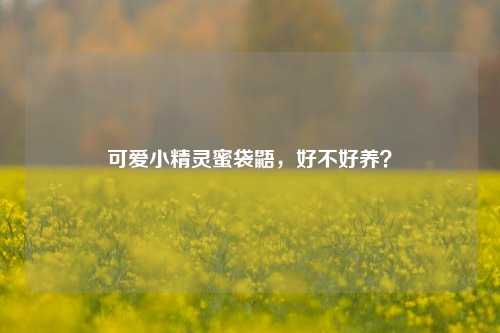 可爱小精灵蜜袋鼯，好不好养？