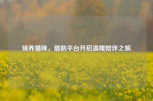 领养猫咪,借助平台开启温暖陪伴之旅