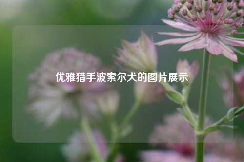 优雅猎手波索尔犬的图片展示