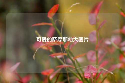 可爱的萨摩耶幼犬图片
