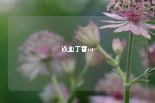铁血丁香txt