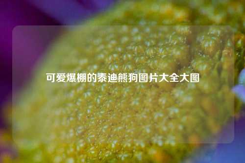 可爱爆棚的泰迪熊狗图片大全大图