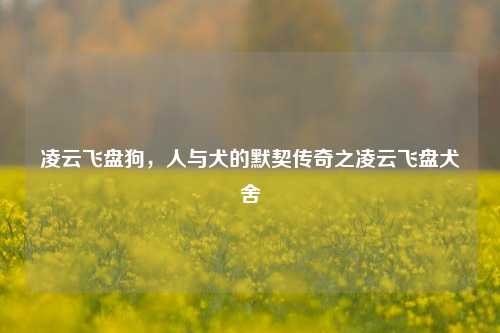 凌云飞盘狗,人与犬的默契传奇之凌云飞盘犬舍