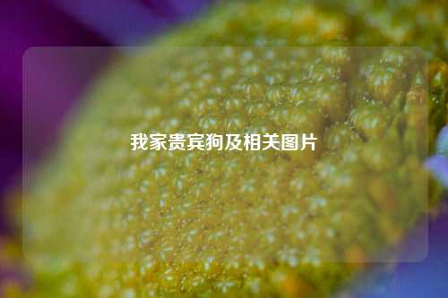 我家贵宾狗及相关图片