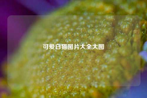 可爱白猫图片大全大图