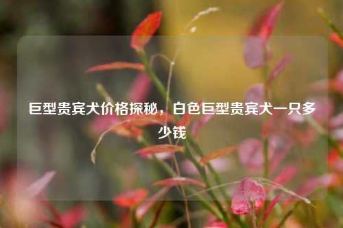 巨型贵宾犬价格探秘，白色巨型贵宾犬一只多少钱