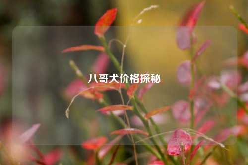 八哥犬价格探秘