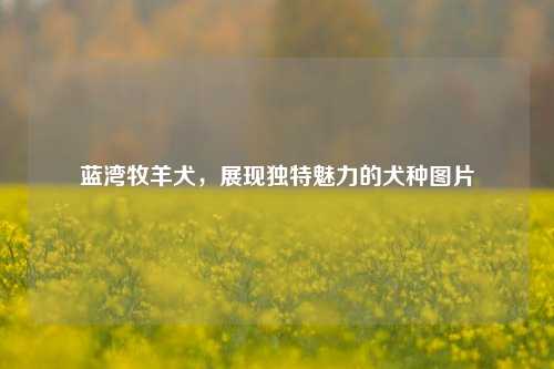 蓝湾牧羊犬,展现独特魅力的犬种图片