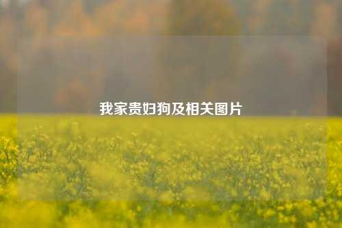 我家贵妇狗及相关图片
