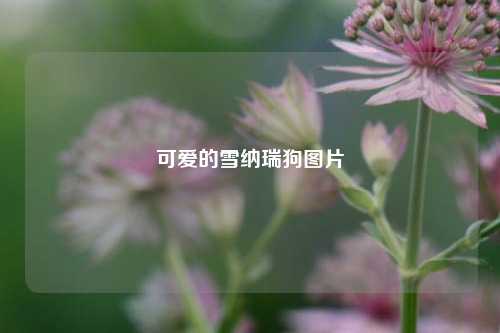 可爱的雪纳瑞狗图片