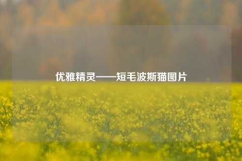 优雅精灵——短毛波斯猫图片