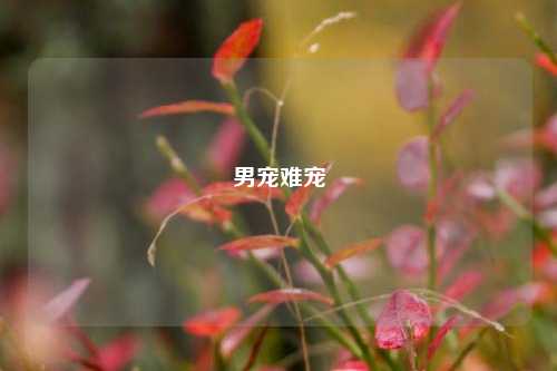 男宠难宠