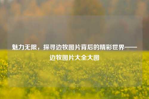 魅力无限,探寻边牧图片背后的精彩世界——边牧图片大全大图