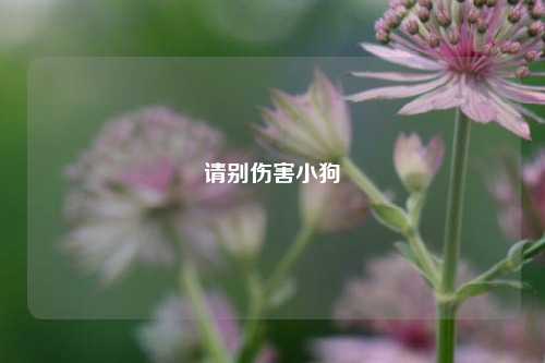 请别伤害小狗