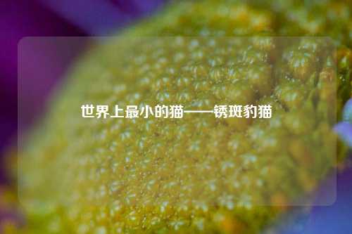 世界上最小的猫——锈斑豹猫
