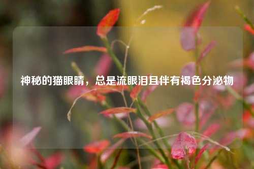 神秘的猫眼睛,总是流眼泪且伴有褐色分泌物