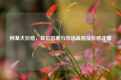 柯基犬价格，背后因素与市场真相及价格详情