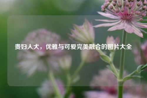 贵妇人犬，优雅与可爱完美融合的图片大全
