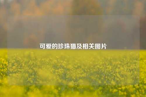 可爱的珍珠猫及相关图片