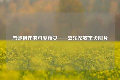 忠诚相伴的可爱精灵——喜乐蒂牧羊犬图片