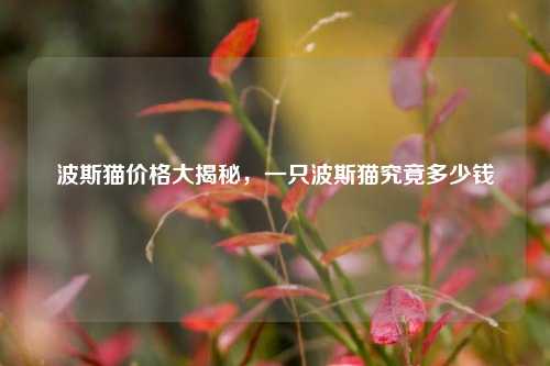 波斯猫价格大揭秘，一只波斯猫究竟多少钱