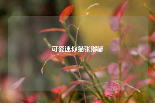 可爱迷你猫张嘟嘟