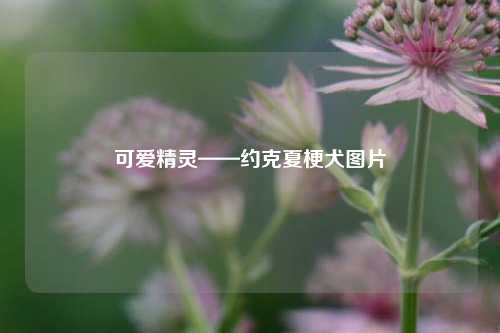 可爱精灵——约克夏梗犬图片