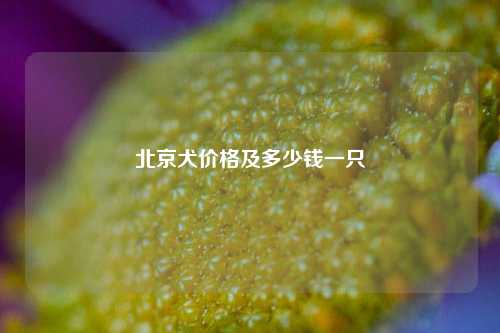 北京犬价格及多少钱一只