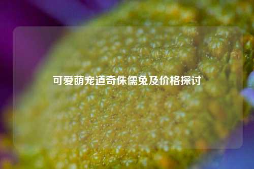 可爱萌宠道奇侏儒兔及价格探讨