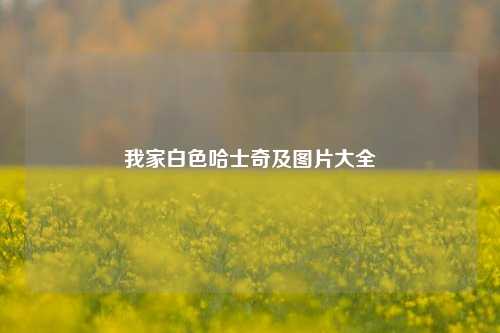 我家白色哈士奇及图片大全