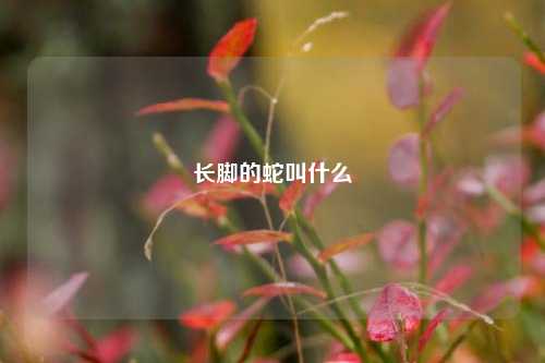 长脚的蛇叫什么