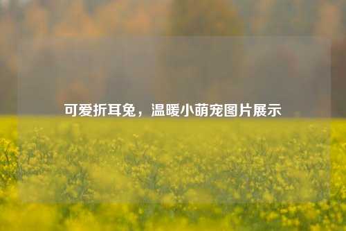 可爱折耳兔，温暖小萌宠图片展示