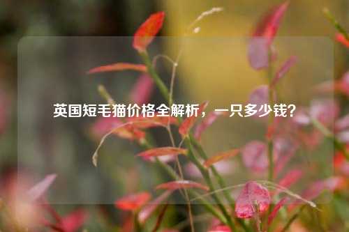 英国短毛猫价格全解析，一只多少钱？