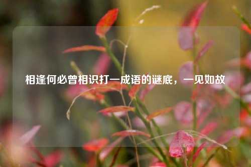 相逢何必曾相识打一成语的谜底,一见如故