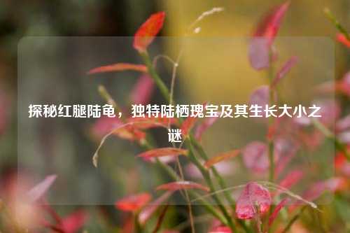 探秘红腿陆龟,独特陆栖瑰宝及其生长大小之谜