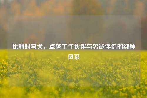 比利时马犬,卓越工作伙伴与忠诚伴侣的纯种风采