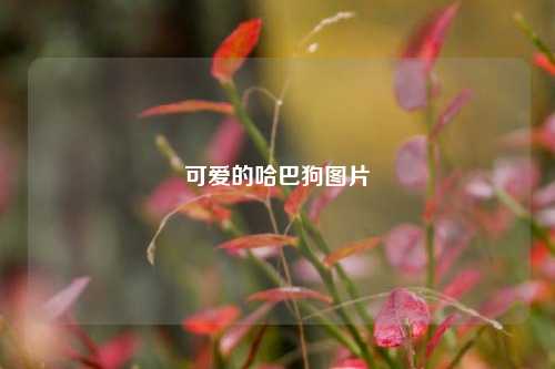 可爱的哈巴狗图片