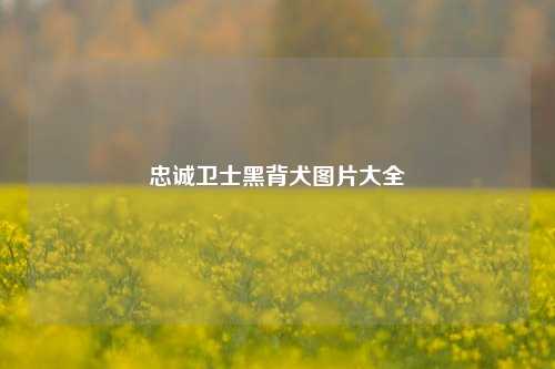 忠诚卫士黑背犬图片大全